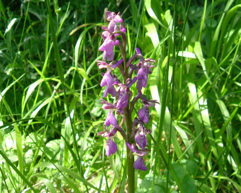 Orchis morio